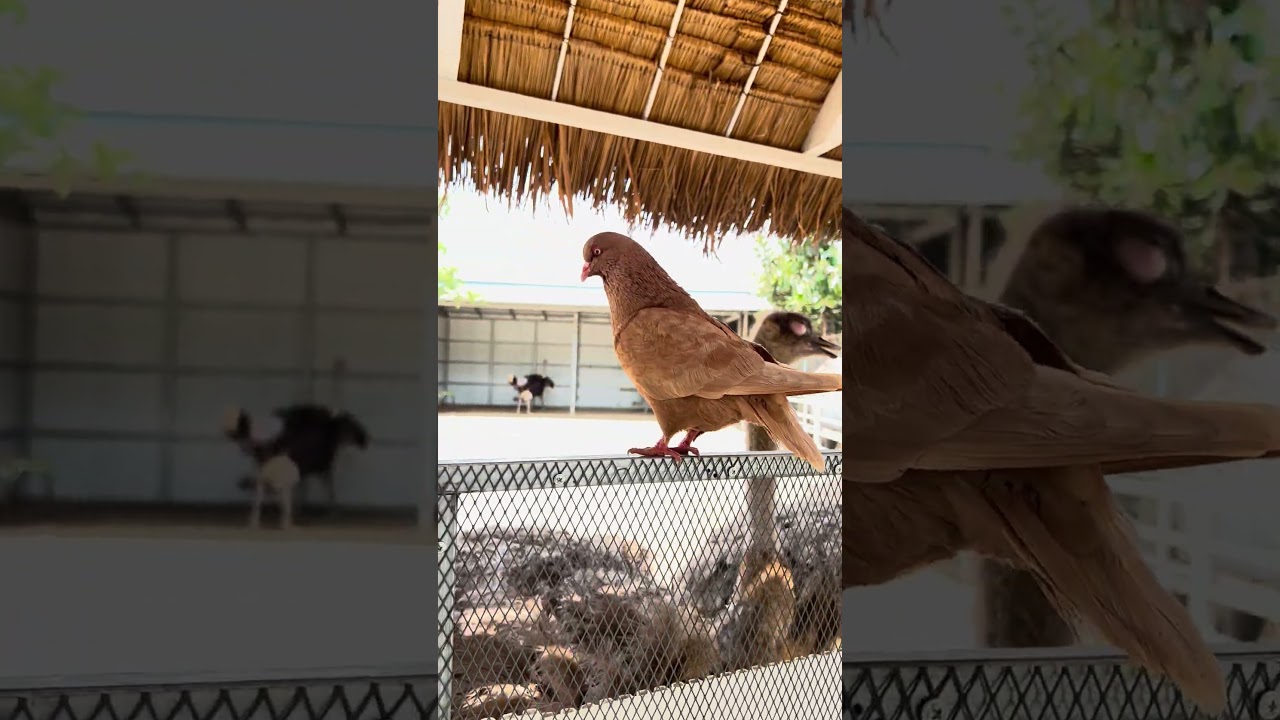 #birds #lifeisbutadream