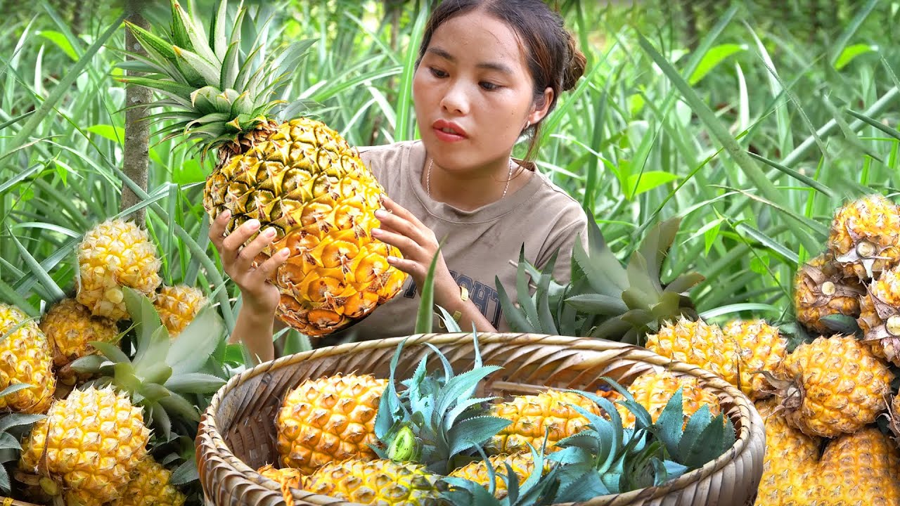 Harvest sweet ripe pineapples with single mom to sell at the market ...