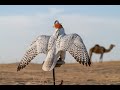 تبديل ريش الطيور                                                    Falconry and molting of Feathers