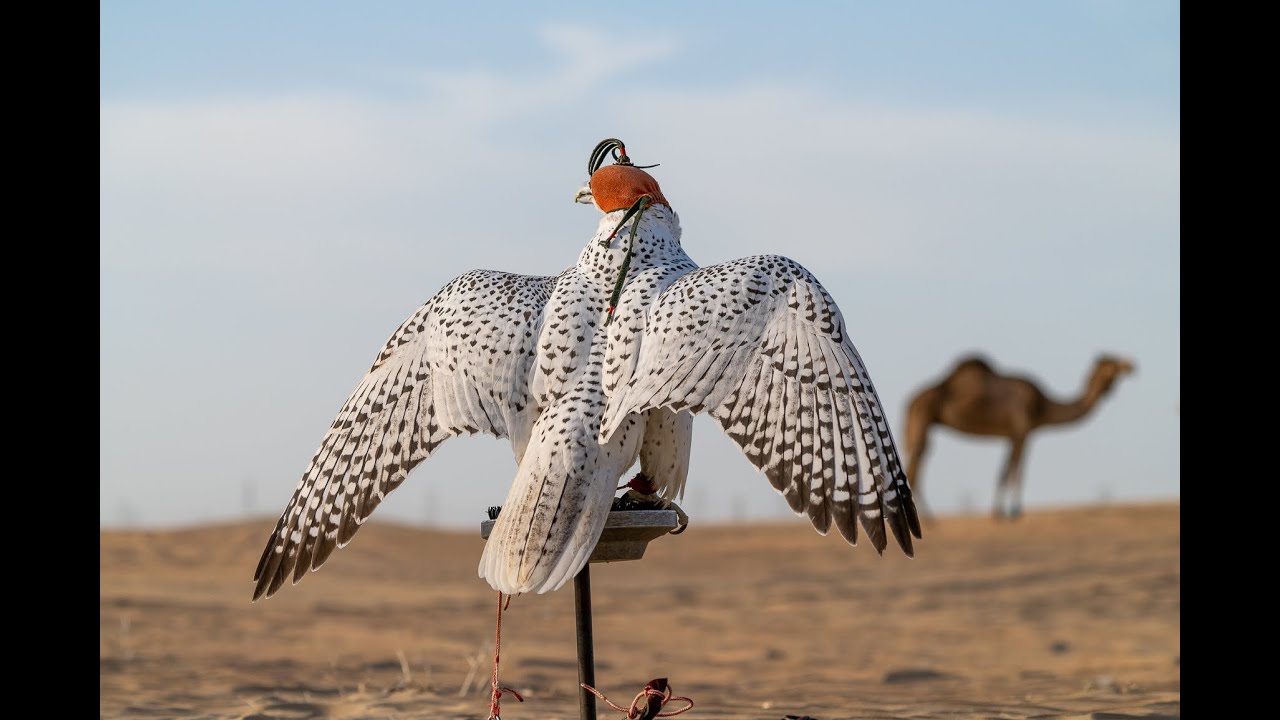 تبديل ريش الطيور                                                    Falconry and molting of Feathers