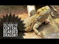 Central bearded dragon || Description, Characteristics and Facts!