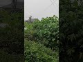 Heavy Tropical Rain 🌧️#rain #heavyrain #tropicalrain #rainstorm #rainsounds #nature #natureambience