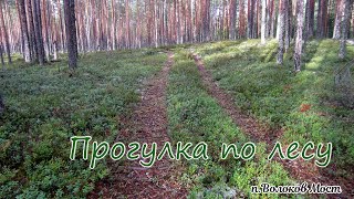 Прогулка в лес. п.Волоков Мост