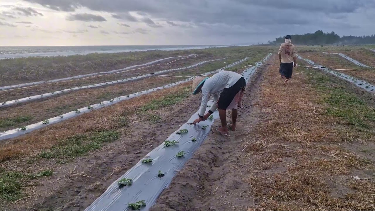 UNIQUE MINI TOOL FOR PERFECT WATER HOLE DRILLING IN WATERMELON IRRIGATION!-traditional farmer