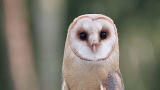 The Barn Owl - Celebrating 40 Years Of Barn Owl Conservation
