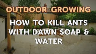 How to Kill Ants With Dawn Soap & Water