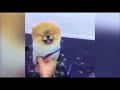 【癒し】モフモフポメラニアンのトリミング【かわいい】