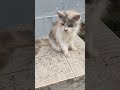kabut atau biasa dipanggil pepedut muncul disekitar rumahku ,,, emmhh sejuk dan wangi dedaunan