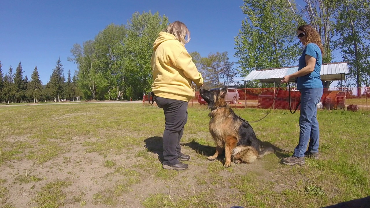Jason Lake Dog Training Medford Rogue Valley 5416082857 YouTube
