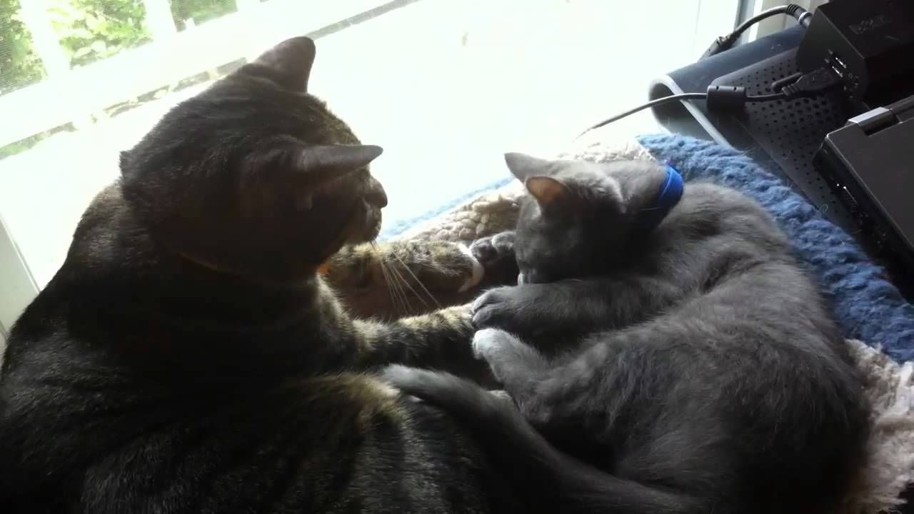 Cute kitties YouTube