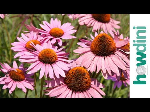 How to plant perennials