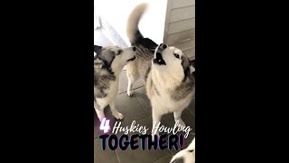 THIS IS WHAT I COME HOME TO EVERYDAY FROM WORK | 4 HUSKIES HOWLING TOGETHER! #SHORTS