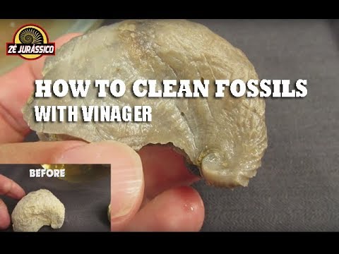 How to clean fossils with vinegar