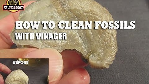 How to clean fossils with vinegar