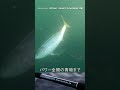 シーリアXTUNEベイトサグリ　#海上釣り堀 #シマノ