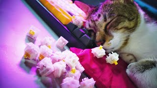 Gateron Yellow typing sound ASMR [with my cat] - This sounds buttery smooth! screenshot 4