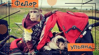 Обезьянья тусовка ,пикник - СЮРПРИЗ / обезьяны на природе (макака Федор и капуцин Ульяна)
