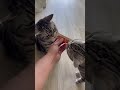 2026年2月1日【ミク、ココ日記】チュールを仲良く食べるミク、ココ🐱🐱🍽️