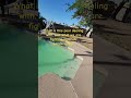 Your Swimming Pools worst enemy! #poolmaintenance #swimmingpool #skilledtrades #poolguy #howto #diy