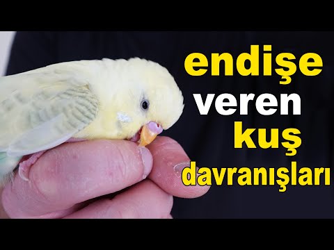 Muhabbet Kuşu Sahibini Endişelendiren Kuş Davranışları