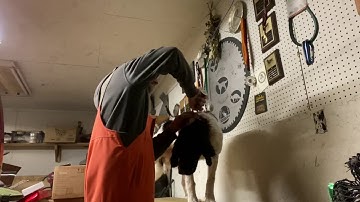 #4 1/2.  Progress after a few sessions of force fetch