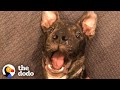 Thor Puppy Pittie Found In Freezing Cold | The Dodo Pittie Nation