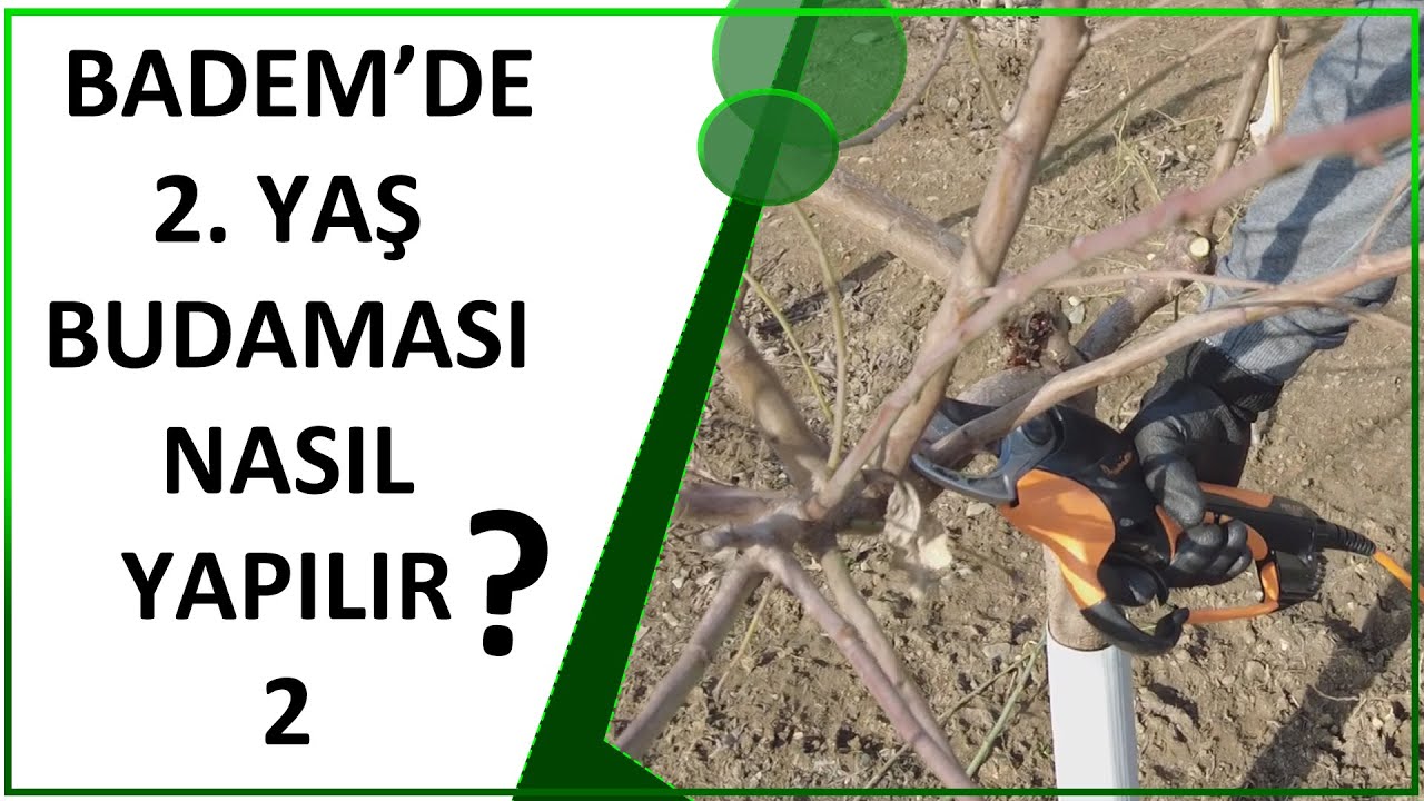 YENİ MODEL BADEM 2.YAŞ BUDAMASI - 2