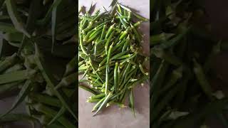 okra cultivation  agriculture srilanka  nature lifestyle village okra 