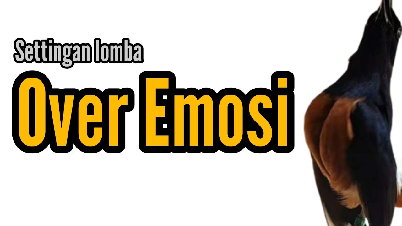 Perilaku murai batu over emosi | Loncat bunyi nembak isian | Settingan lomba | Bengkel Murai Batu