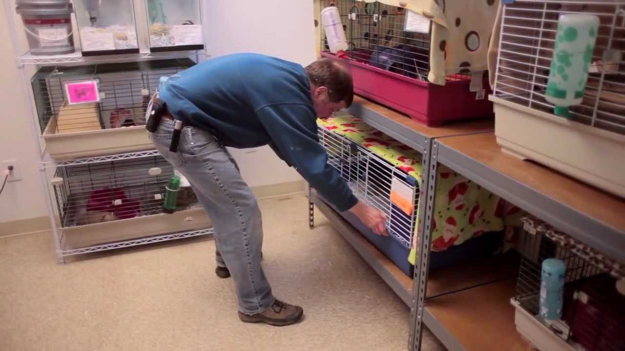 Like a Dog With Long Ears