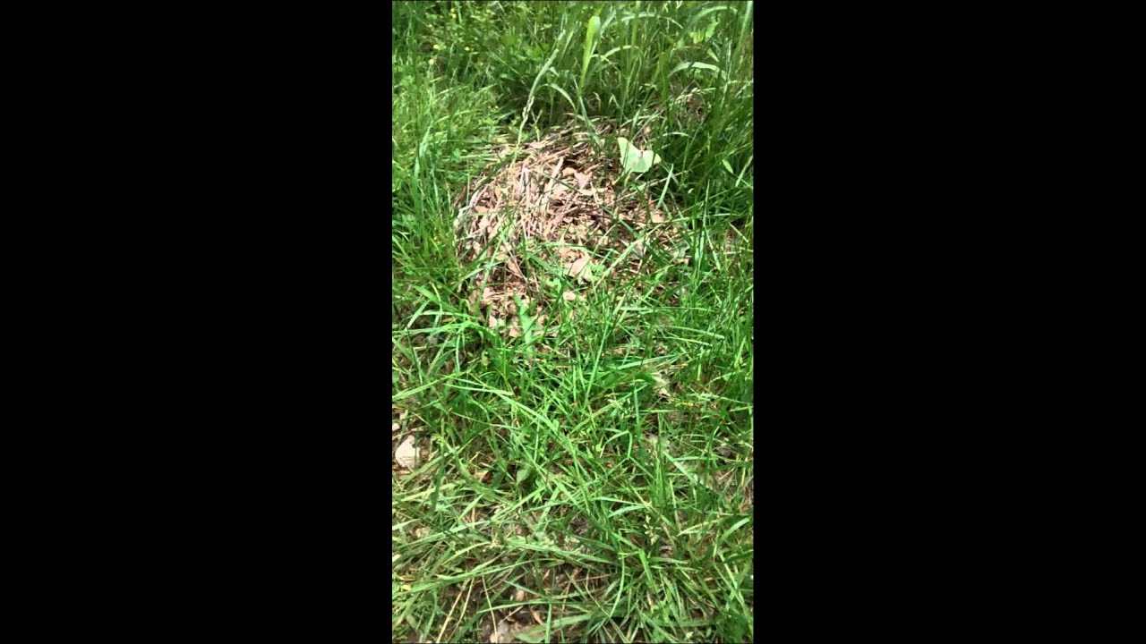 YouTube player