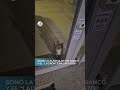 Gatito ladrón hizo sonar alarma de banco