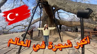 زرت أكبر شجره في العالم | خلو طير المكاو فوق راسي كنت راح اموت من الخوف ??