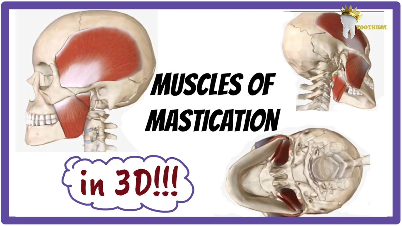 MUSCLES OF MASTICATION IN 3D !!! YouTube