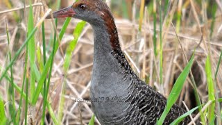 Berburu Burung Tikusan sawah || Hunting Sintar