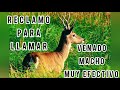 Reclamo para venado macho | MUY EFECTIVO 🦌