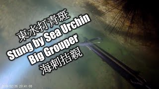 夜潛東水打青斑, 比海刺拮親! Spearfishing Grouper , Got Stung By Sea Urchin 夜潛東水打青斑, 比海刺拮親! Spearfishing Grouper , Got Stung By Sea Urchin