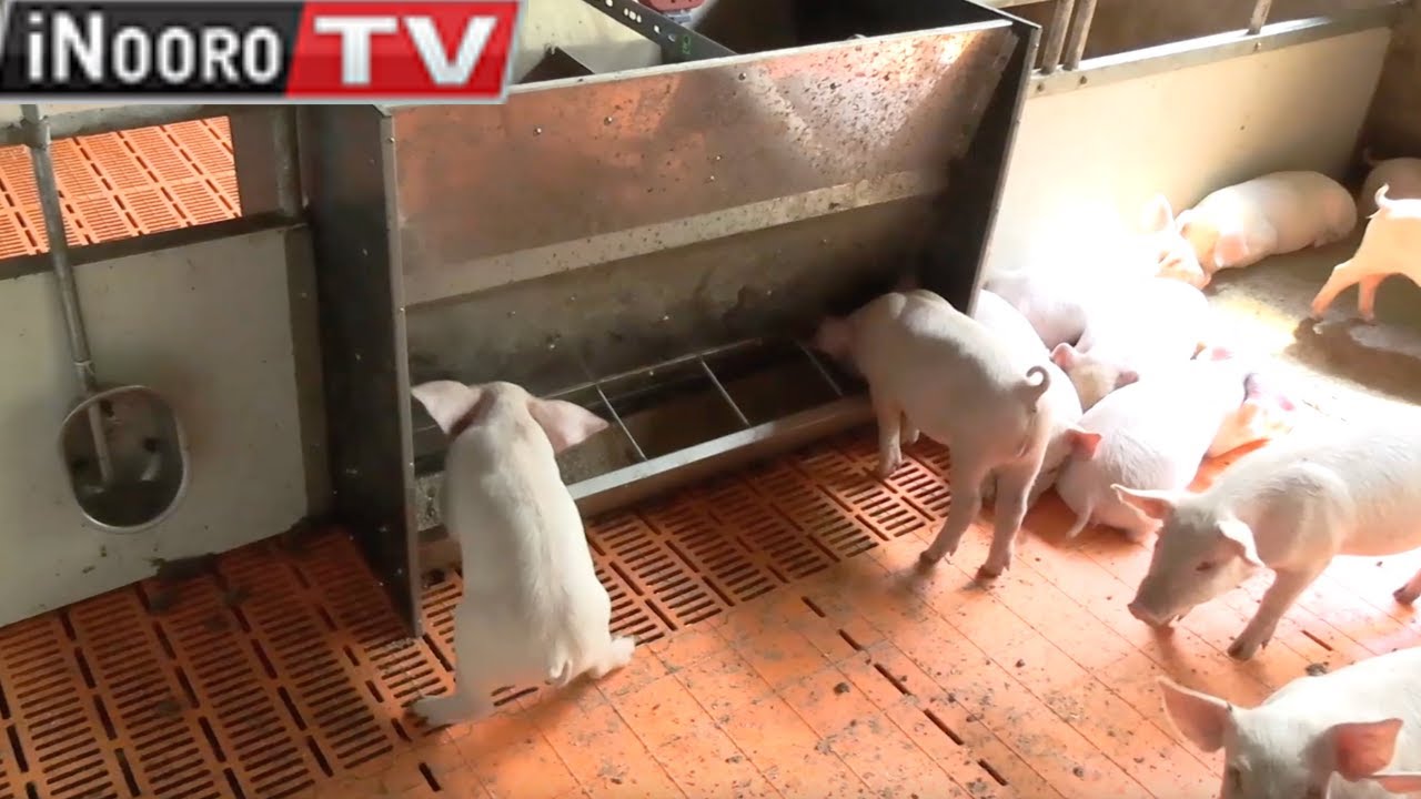 Ũrĩithia wa Ngũrũwe, Kiambu