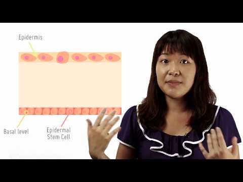 Normal Stem Cell