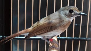 Suara Sikatan Rimba Dada Coklat Belajar Bunyi Ampuh Untuk Pancingan SRDC Bahan Agar Cepat GACOR Lot