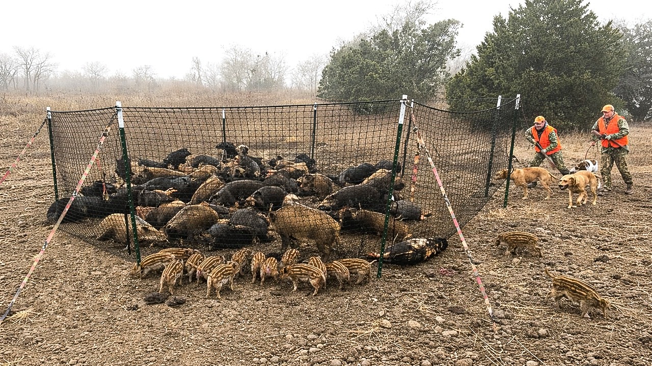 Pourquoi en Amérique ne mange-t-on pas des millions de sangliers sauvages ?