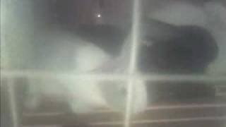 Rabbit in quipasa video 1
