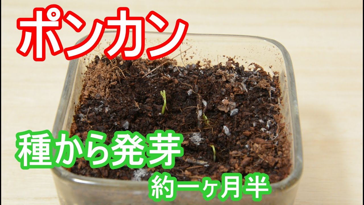 ポンカンの種が発芽した 1ヶ月半ほど経過 Ponkan Seeds Germinated About A Month And A Half Has Passed Youtube