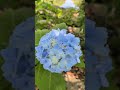 福岡 太宰府天満宮の紫陽花