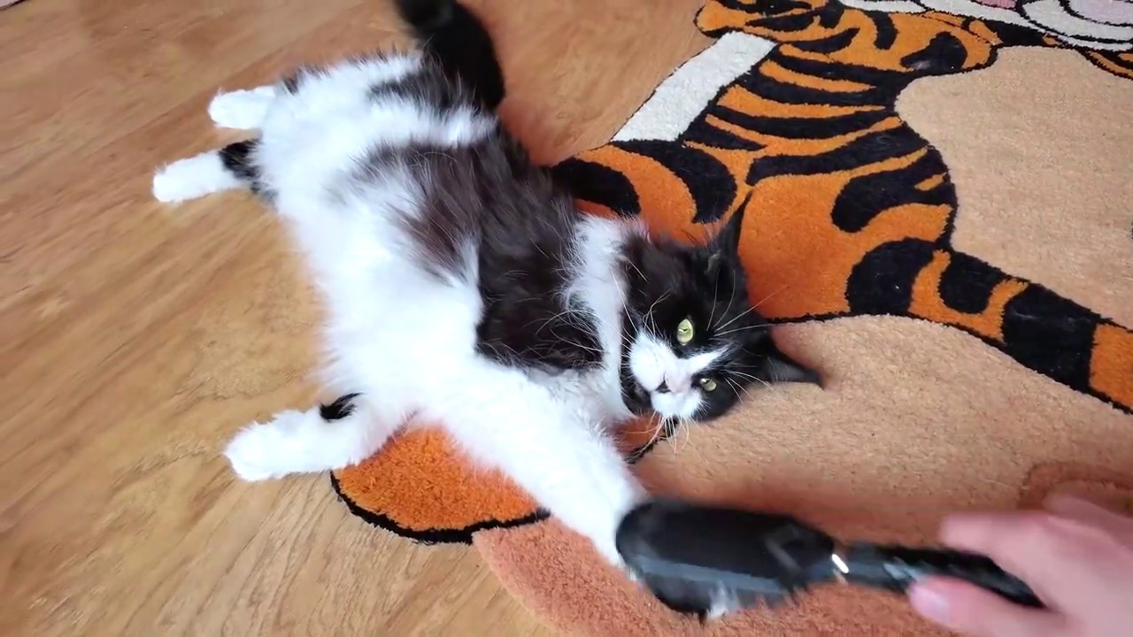 Aurora's Grooming. Cats grooming YouTube