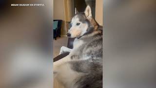 Vocal Husky Demands More Pets
