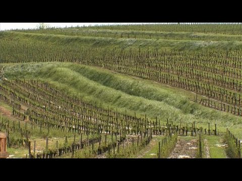 Неурожайный год для виноделов Бордо