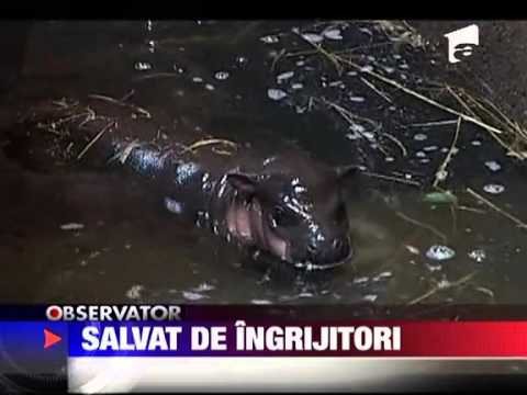 Video: Unde se nasc hipopotamii? Hipopotamii se nasc sub apă?