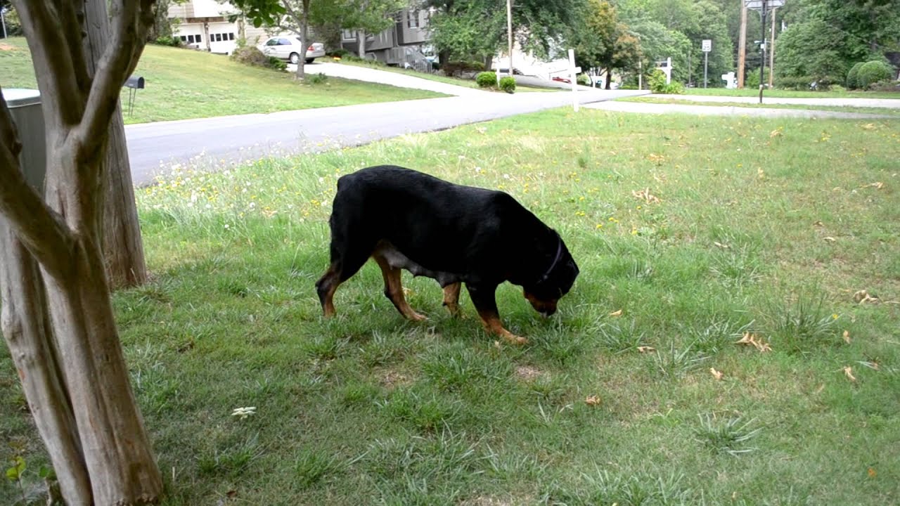 Zena Rottweiler 7th Week Pregnancy 2012 Youtube