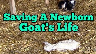 Saving A Newborn Goat's Life